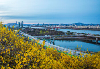 Eungbongsan Mt, Seongdong-gu, Seoul, South Korea - March 28, 2020: Morning view of Jungnangcheon Creek with Yongbigyo Bridge and Dongbu Expressway on Han River at dawn with yellow forsythia flowers