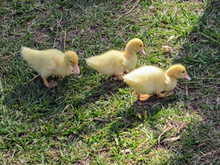Three little yellow ducks walking in a line