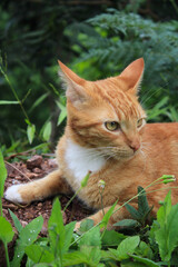 Obraz premium cat on the grass