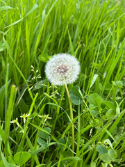 A single dandelion in the meadow