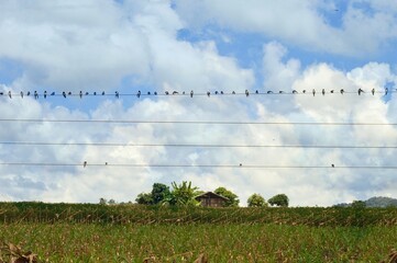 landscape with birds and sky