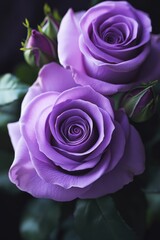 Vibrant purple roses in bloom