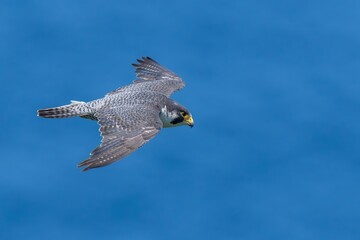 日本海をバックに悠然と飛ぶハヤブサ成鳥