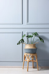 Stylish stool and houseplant near light grey wall indoors, space for text
