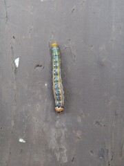 The caterpillar of the orange-humped mapleworm moth or Symmerista leucitys 