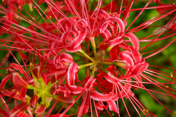 妖艶な赤い彼岸花