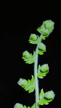 Ginkgo tree leaf growth and germination time-lapse photography