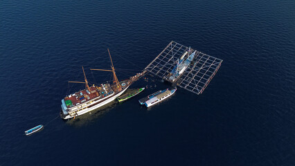 Whale shark in Indonesia. Feeding plankton to a whale shark from a platform in the sea. Tourists...