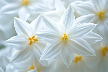 Obraz premium Delicate white flowers in soft focus