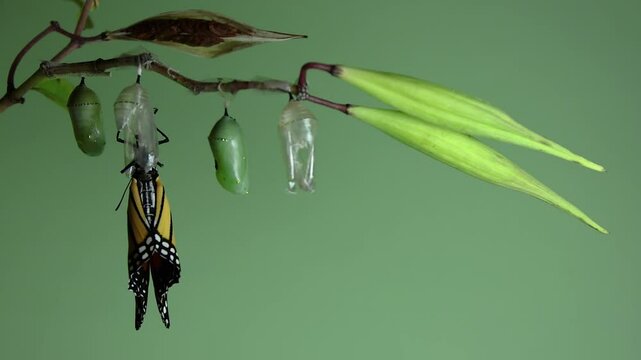 Monarch Butterfly, Danaus plexippus, dries wings soon after emerging real time light green background