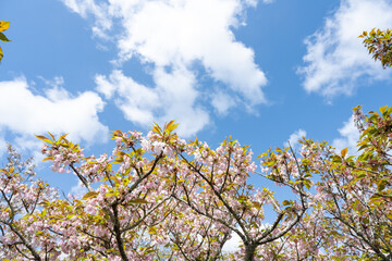 tree, nature, forest, trees, blue, season, landscape, wood, spring, park, cherry blossoms, Japan, sky, blue, blossom, flower, pink, cherry