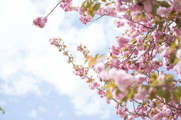 pink cherry blossom in Japan