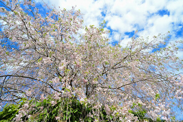 pink cherry blossom in Japan