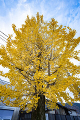 autumn leaves in Japan