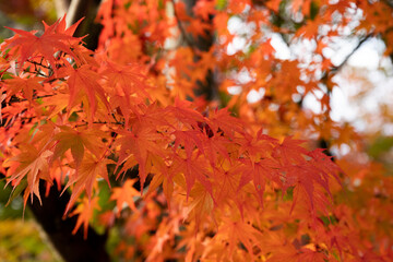 autumn leaves in Japan