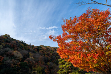 Autumn in the forest In Japan