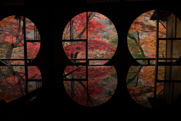 autumn leaves in Japan