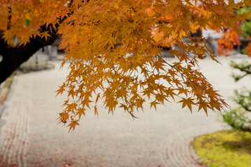autumn leaves in Japan
