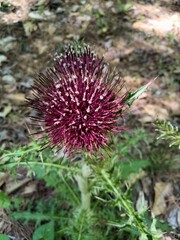 "Bristle thistle" aka horrid thistle, latin name Cirsium horridulum in bloom