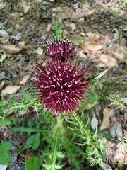 "Bristle thistle" aka horrid thistle, latin name Cirsium horridulum in bloom