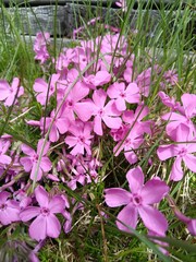 Bright pink phlox flowers blooming in late spring