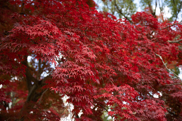 autumn leaves in Japan
