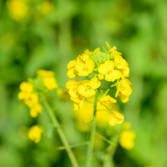 yellow flowers