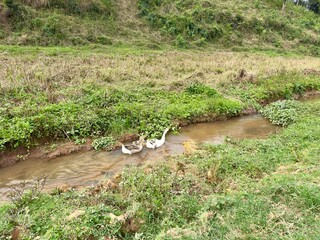 Lindo pato com seus patinhos se alimentando com fundo da natureza.