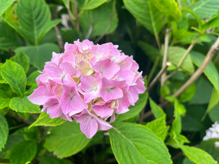 a pink hydrangea amongst the blossoms