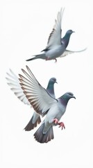 Obraz premium Macro view of three pigeons flying mid-air isolated on white