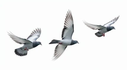 Obraz premium Close-up view of three pigeons gracefully flying in the sky