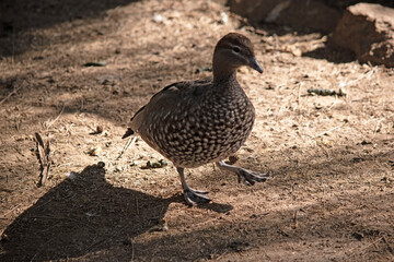 The females have a paler head with two white stripes, above and below the eye, a speckled breast and flanks, with a white lower belly and undertail.
