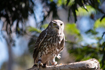 The barking owl has bright yellow eyes and no facial-disc. Upperparts are brown or greyish-brown, and the white breast is vertically streaked with brown.