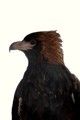The black breasted buzzard is quite large with broad, rounded wings, and a short neck and tail.