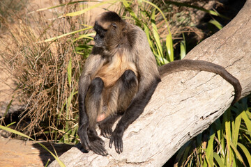 The black-handed spider monkey has lack or brown fur with hook-like hands and a prehensile tail.