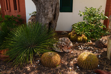 A charming desert garden featuring various cacti and succulents, including golden barrel cacti, nestled against a rustic building with a large tree and rocky accents