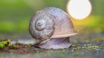 Close up Snail on mossy abstract natural green background.