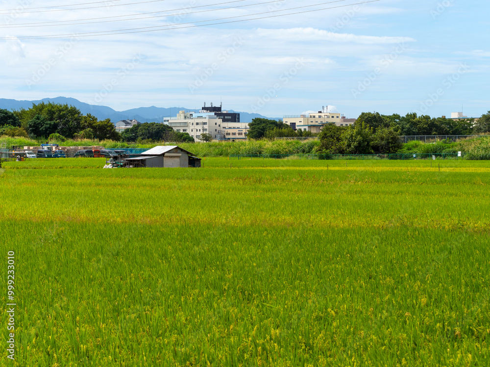 Wall mural 大阪府富田林市に広がる田園風景