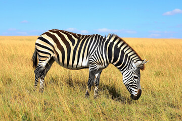Fototapeta premium A zebra grazing in a golden grassland under a blue sky, showcasing its distinctive black and white stripes.