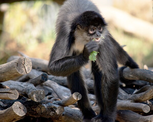The black-handed spider monkey has black or brown fur with hook-like hands and a prehensile tail.