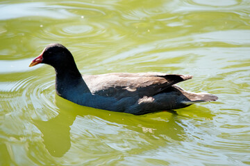 the dusky moorhen is a water bird which has all black feathers with an orange and yellow frontal shield