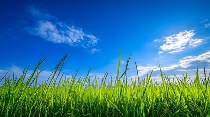 Fototapeta premium A photograph of rice plant shoots at the peak of their growth with lush green stalks and the first signs of ripening grains set against a bright blue sky isolated on a serene