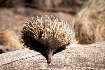 The short nosed echidna has strong-clawed feet and spines on the upper part of a brownish body.