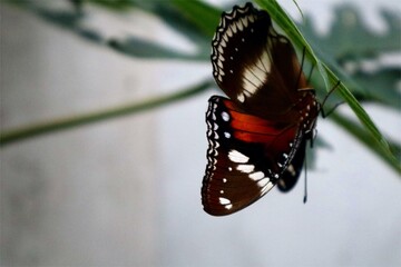 Monarch Butterfly. A close-up shot of a Monarch butterfly on a papaya leaf.