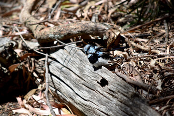 Male fairy wrens have rich blue and black plumage above and on the throat. The belly is grey-white and the bill is black.