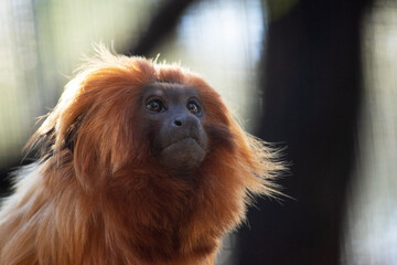 The golden lion tamarin, also known as the golden marmoset, is a small New World monkey