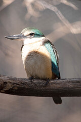 the scared kingfisher has a turquoise back, turquoise blue rump and tail, buff-white underparts and a broad cream collar.