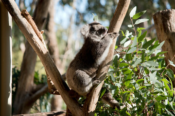 the koala is climbing a tree