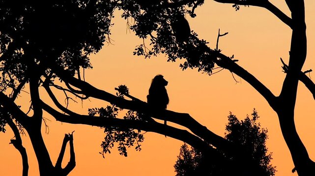 Silhouette of baboon Papio Ursinus sitting in tree during orange African sunset