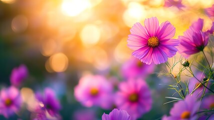 Fototapeta premium Panoramic blooming cosmos flowers with morning sunset and bokeh in the garden.beautiful flower festival concept. in summer 